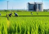 大米，保障国家粮食安全的重要手段