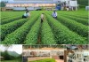 A Comprehensive Tea Management Strategy to Enhance Product Quality and Market Competitiveness