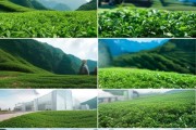 茶叶企业文化，从原料到 finished品的全流程管理