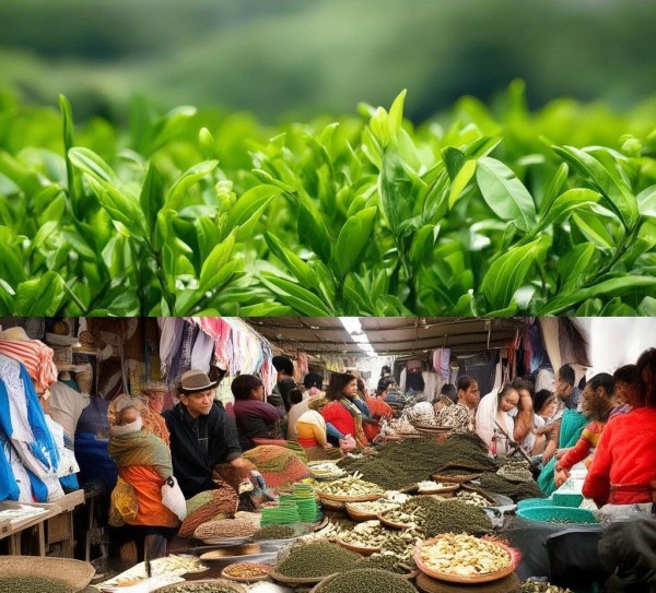 茶叶，文化与市场的双重魅力，你的茶叶故事